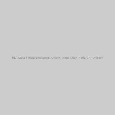 Abbexa - HLA Class I Histocompatibility Antigen, Alpha Chain F (HLA-F) Antibody
